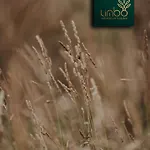 Limbo De * מאלפיקה